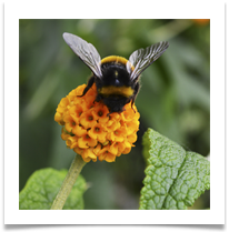 Bumble Bee on Globe Buddleia - Richard Nicholls